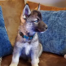 Siberian Husky Puppies from Evereve Kennels