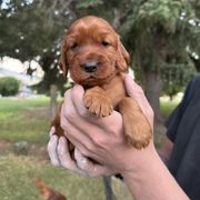 Orange-Minerva McGonagall - Mahogany female Irish Setter puppy in Franklin, Idaho from Spring Creek Irish Setters