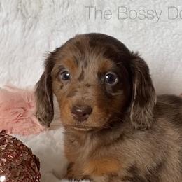 Dachshund and Miniature Schnauzer Puppies from The Bossy Doxie Farm