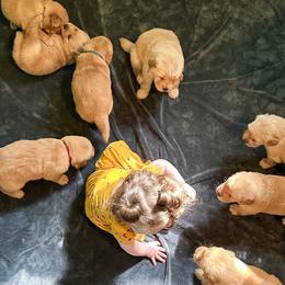 Golden Retriever Puppies from All shades Golden