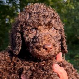 Gray Collar - Chocolate male Goldendoodle puppy in Ringgold, Georgia from Sweet B’s Goldendoodles