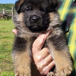 Daphnie - Black and red female German Shepherd puppy in Rockfield, Kentucky from Cheveyo German Shepherds