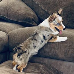 Australian Cattle Dog and Pembroke Welsh Corgi Puppies from Heelers in Texas