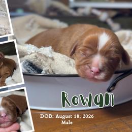 Rowan - Ruby male Cavalier King Charles Spaniel puppy in El Dorado Springs, Missouri from Cavish's Missouri Cavaliers, Cavapoos, and Miniature Poodles