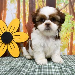 Shih Tzu puppies from Highline Puppies