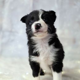 Nancy - Black and white female Border Collie puppy in Avilla, Indiana from Borderline Kennels