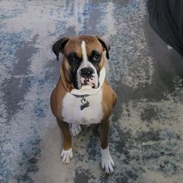 Vinny - Boxer