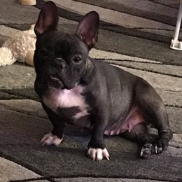 Boston Terrier, Bulldog, and French Bulldog Puppies from Tracy’s TLC Club