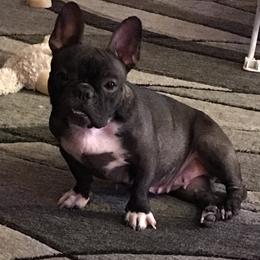 Boston Terrier, Bulldog, and French Bulldog Puppies from Tracy’s TLC Club