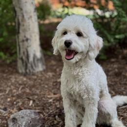 Jetta - Cream female Goldendoodle puppy in Delta, Colorado from Blossom Dog Training