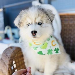 Ruvi - Silver and white male Pomsky puppy in Yavapai County, Arizona from Pawsh Pomskies