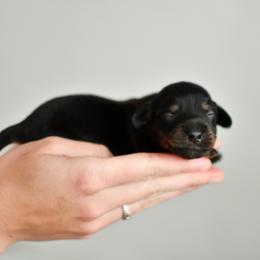 Skipper - Black and tan female Dachshund puppy in Youngstown, Florida from Paradox Dachshunds