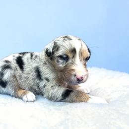 Banjo - Blue merle male Australian Shepherd puppy in Statesville, North Carolina from Charming Australian Shepherds