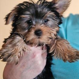 Max - Black and tan male Yorkshire Terrier puppy in West Plains, Missouri from Brinkley Yorkies