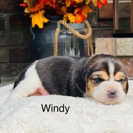 Windy - Blue tan and white female Beagle puppy in Mansfield, Missouri from Rippee Creek Kennel