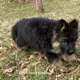 German Shepherd Puppies from German Shepherds of Shawnee