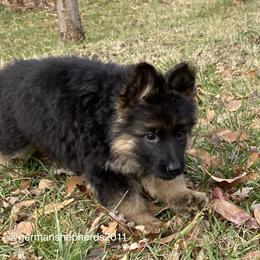 German Shepherd Puppies from German Shepherds of Shawnee