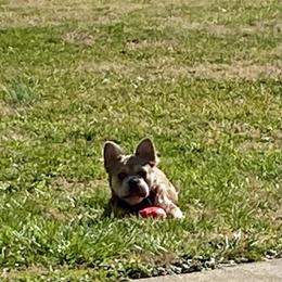 Dachshund and French Bulldog All Grown Up from Faith Ann's Dachshunds