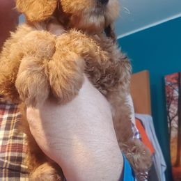 Goldendoodles and Yorkshire Terriers from Mathiasons Little Barkers