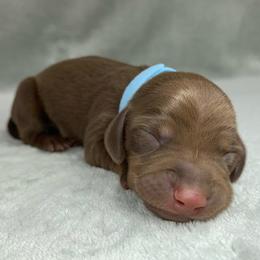 Male 1 - Chocolate male Dachshund puppy in Birmingham, Alabama from LongBottomDachshunds