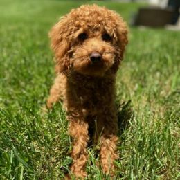 Poodles from Joseph Conkle's Poodles