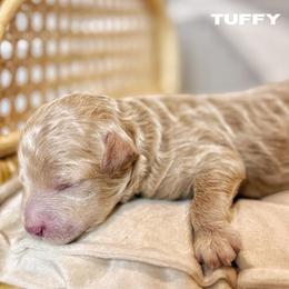 Tuffy - Apricot male Poodle puppy in Dallas, Texas from Cityscape Moyen Poodles