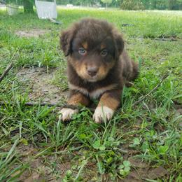 Australian Shepherd Puppies from Covenant View Farm Australian Shepherds
