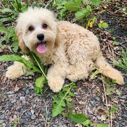 Sabrina - Cavapoo