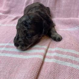 Pepper - Merle female Goldendoodle puppy in Greenville, South Carolina from Law Doodles of SC