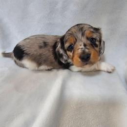 Girl 1 - Black and tan female Dachshund puppy in Osawatomie, Kansas from Lindsays long haired doxies