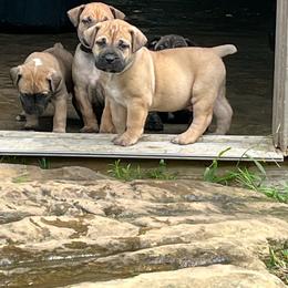 Lime green collar male - Brown male Boerboel puppy in Guysville, Ohio from Fueled Kennel