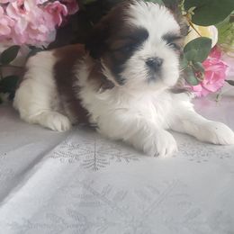 French Bulldog and Shih Tzu Puppies from French Bulldogs Planet