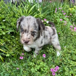 Hank - Blue merle Bordoodle puppy in Gilmer, Texas from Ashtin's Border Collies and Bordoodles