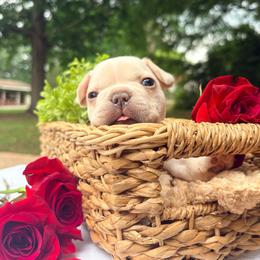 Espresso - Cream male French Bulldog puppy in Opelika, Alabama from Fancy Face Frenchies