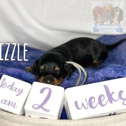Dachshund Puppies from Shannon Dolly’s Dachshunds