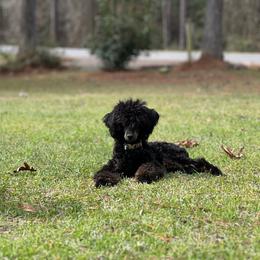 Oakley - Poodle