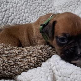 Dk green - Fawn male Boxer puppy in Franklin, Georgia from Lakeside Kennels of Franklin