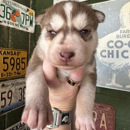 Camber - Red and white female Siberian Husky puppy in Burnsville, North Carolina from Peterson Puppies