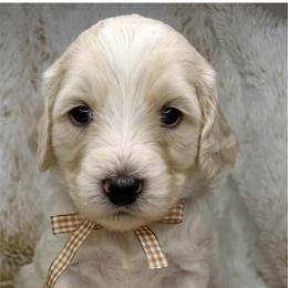 Zephyr - Chalk male Australian Labradoodle puppy in Upland, California from Kings Labradoodles