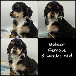 Meteor - Phantom female Poodle puppy in Grass Valley, California from Sapphire Ridge Poodles