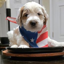 Dash (dark green collar) - Parti male Goldendoodle puppy in Richmond, Virginia from Highland Grove Doodles, LLC