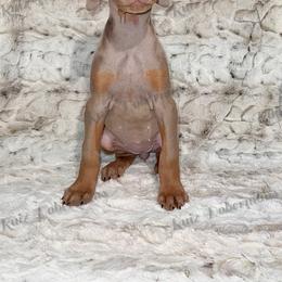Fawn - Fawn (isabella) and rust female Doberman Pinscher puppy in Louisville, Kentucky from Ruiz Dobermans