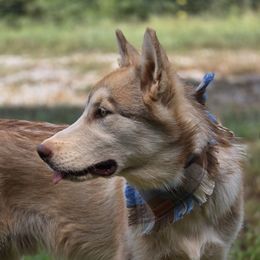 Tamlin - Red and white male Alaskan Malamute puppy in Brookwood, Alabama from Sunset Malamutes