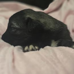 Anatolian Shepherd Dog Puppies from Florida Anatolian Shepherds