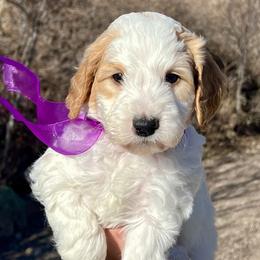 Purple Male - Parti male Goldendoodle puppy in Great Falls, Montana from Montana Goldendoodles