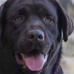 Golden Retrievers and Labrador Retrievers from Oak Breeze Retrievers