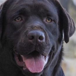Golden Retrievers and Labrador Retrievers from Oak Breeze Retrievers