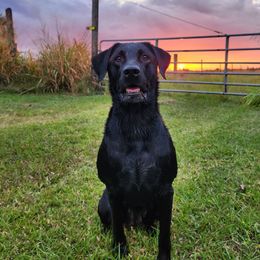 Remi - Labrador Retriever