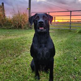 Remi - Labrador Retriever