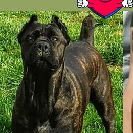 Chiaia - Cane Corso